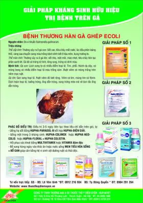 Giải pháp kháng sinh hữu hiệu trị bệnh Thương hàn gà và ghép E.coli